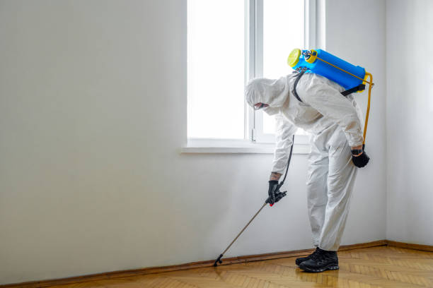 Wasp Removal Services in Pandora, OH