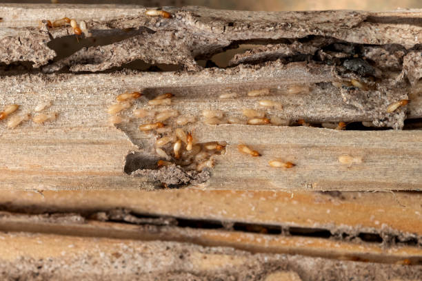 Best Commercial Pest Control Services  in Pandora, OH